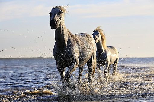 horse